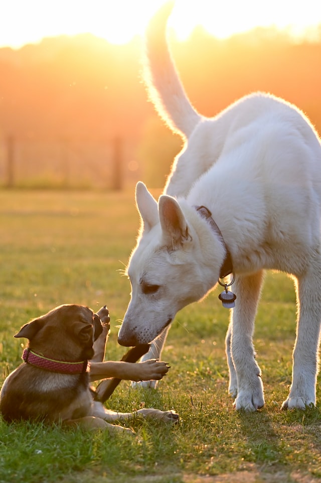 Hundespiele: Der ultimative Leitfaden für Spaß und Bewegung für Ihren vierbeinigen Freund post thumbnail image